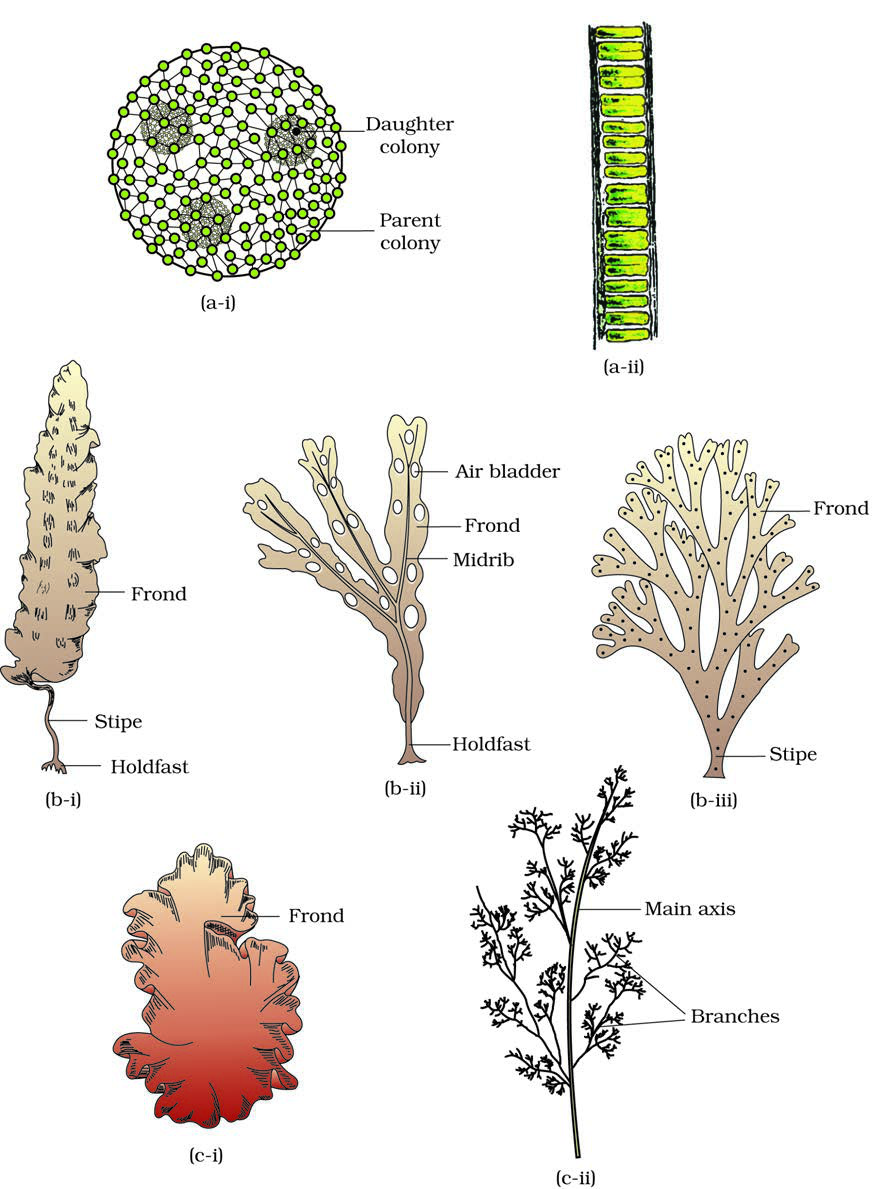 Algae Types