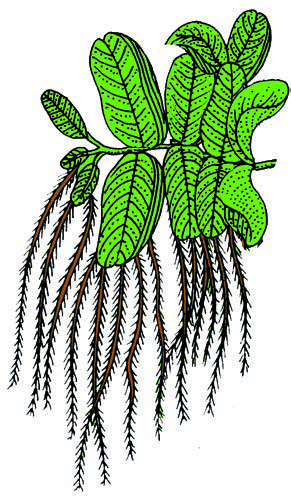 Pteridophytes